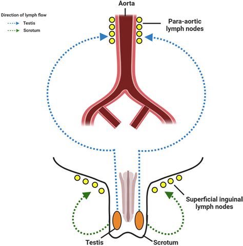 thick white capsule surrounding the testes|lymphatic drainage testicles.